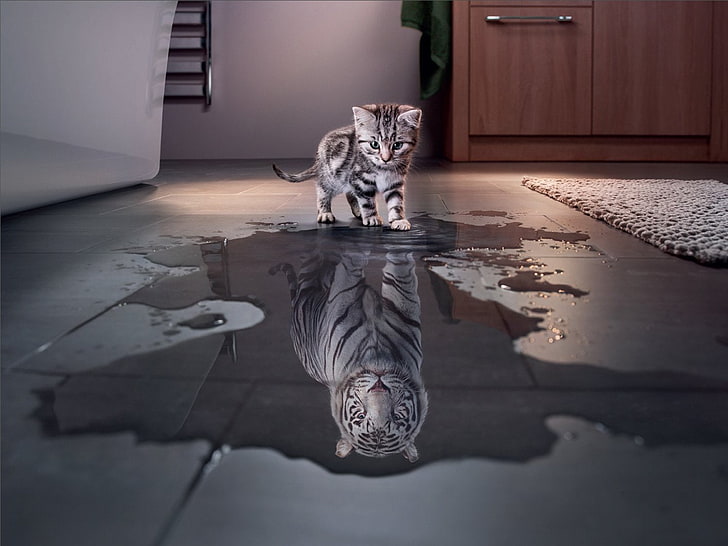 HD wallpaper: Cats, Cute, Funny, Kitten, Manipulation, Tiger, White Tiger