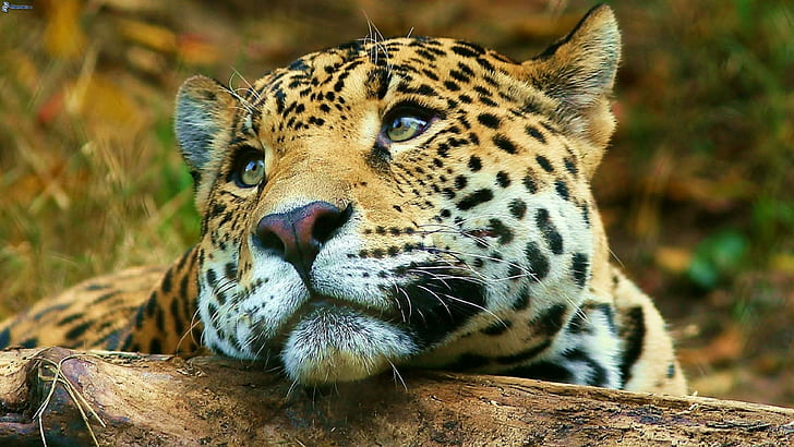 HD wallpaper: Jaguar Big Cute Wild Cat Desktop Hd Wallpaper For Mobile Phones Tablet And Pc 3840×2160