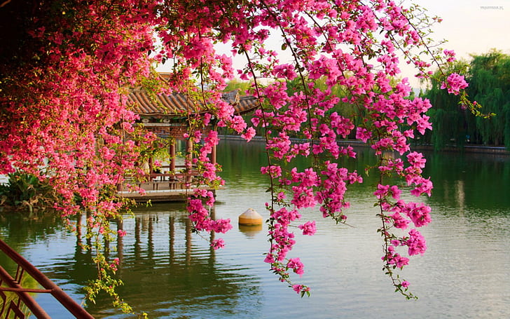 HD wallpaper: Pink Spring Flowers In The Park Chinese Kunming China Hd Wallpaper