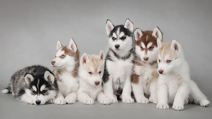 HD wallpaper: Siberian husky puppy litter, dog, puppies, animals, domestic