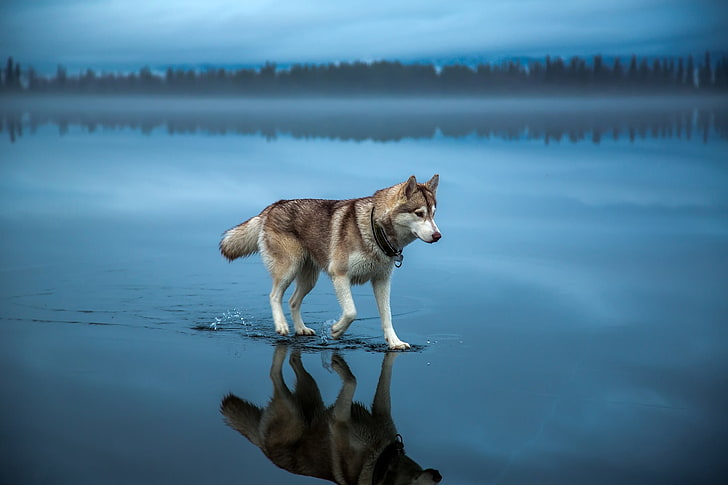 HD wallpaper: adult brown and white Alaskan malamute, brown Siberian husky on body of water