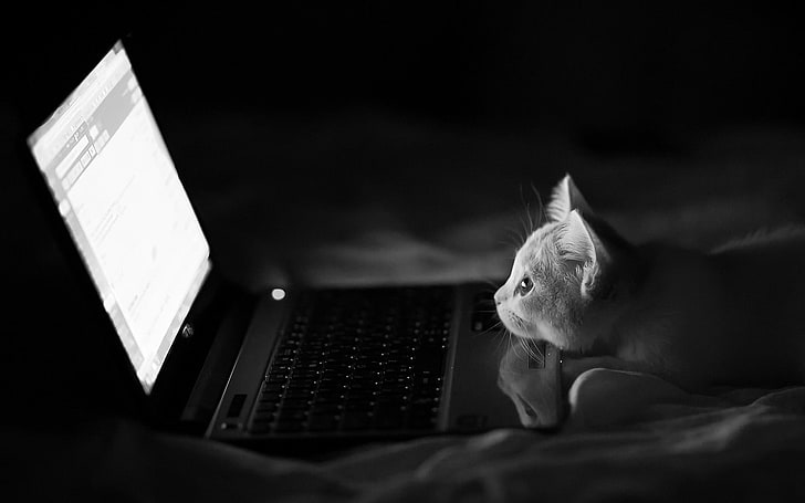 HD wallpaper: laptop computer grayscale photo, notebooks, cat, monochrome, animals