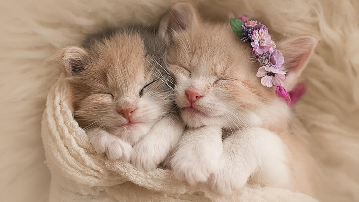 HD wallpaper: two white and orange tabby kittens, kitty, cat, cats, sleep, sleeping
